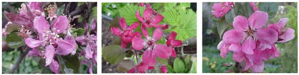 redfleshed apple blossoms: Reinhard's Purple Radish, Weirouge, Burford's Redflesh