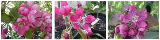 redfleshed apple blossoms: Reinhard's Purple Radish, Weirouge, Burford's Redflesh