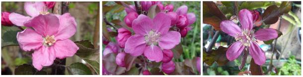 redfleshed apple blossoms: Breunsdorfer, Red Devil, Bieinrode