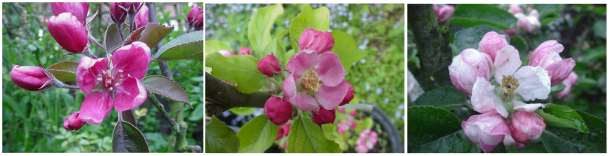 (mainly)redfleshed apple blossoms: Maypole, Rubaiyat, Golden Noble