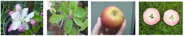 the diversity of redfleshed apples: the Etter type
