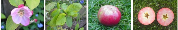 the diversity of redfleshed apples: the Etter type