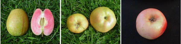 the diversity of redfleshed apples: the Etter type