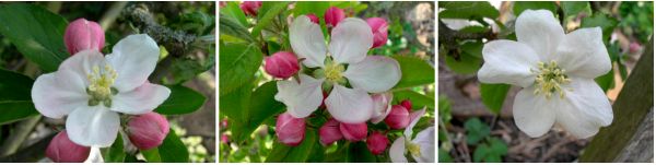 apple blossoms, leicestershire heritage apple project