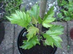 unusual foliage of Purple Radish open-pollinated seedling