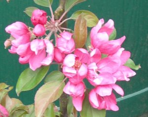 malus soulardii, red-fleshed apple