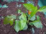 allens everlasting x bienrode, apple seedlings