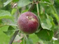 apple seedlings, various english x redfleshed, 3 jun 2011