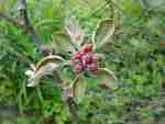 Almata, red-fleshed apple, blossom buds.