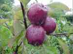 almata - the developing fruit, photographed in late July