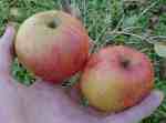 leicestershire apple, annie elizabeth