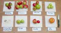 apple tasting; earliest apples in 2015