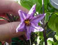 aubergine - a relative of the potato