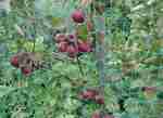 Malus Bieinrode, apples, nearly ripe, late August 2011.