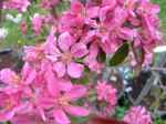 Malus Bieinrode, red-fleshed apple, blossom.