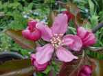 Malus Bieinrode, red-fleshed apple, blossom.