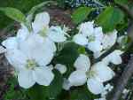 Blackjack apple blossom