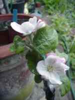 new graft in flower