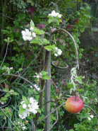 Blossom and fruit on same tree; whitwick pippin, 20 Apr 2007