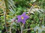 leicester university botanical gardens: heritage plant sale, sep 2012, spiky solanum from Madagascar