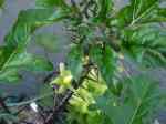 leicester university botanical gardens: heritage plant sale, sep 2012, spiky solanum from Madagascar