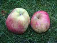 leicestershire unique seedlings - apples