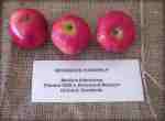 broxwood foxwhelp cider apple