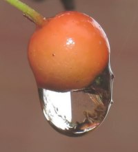 bug snoozing in a water droplet