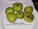 bulmer's norman, a cider variety 