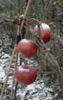 Burford Apple, 28 Dec 05