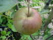 Burford apple