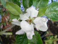 leicestershire unique seedling apple