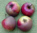 apple chimera, allens everlasting.