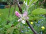 Christmas Pink, red-fleshed apple blossom.