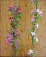 malus Purple Radish, malus geneva seedling, with fresh blossom, alongside Mere Pippin, another columnar tree