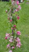 columnar trees, like 'ballerina' varieties: mere pippin and a malus geneva seedling