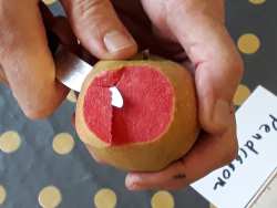 apple day 2018, Cotesbach Educational Trust