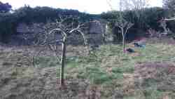 Cotesbach Hall Orchard, 2024