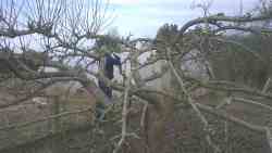 Cotesbach Hall Orchard, 2024