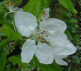 Croft Late Seedling blossom