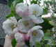 Croft Pippin blossom