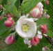Croft Cider Apple blossom