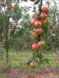 Dabinett, cider apple