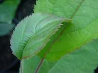 apple seedlings, various english x redfleshed, 3 jun 2011