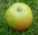 Deer Park apple