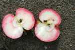 red fleshed apple, probably discovery, private garden