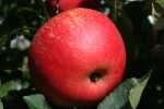 red fleshed apple, probably discovery, private garden