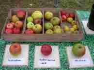 Donisthorpe apple day in the community orchard