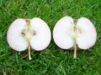 Dubbelman's apple, photographed late August 2014