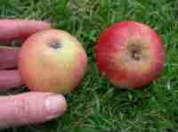Dubbelman's apple, photographed late August 2014